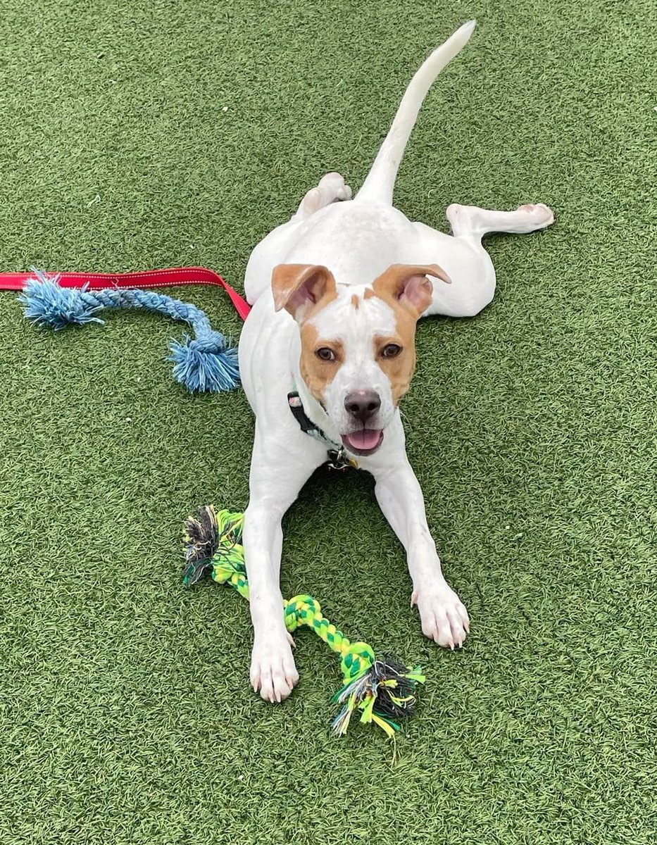 City Dogs Cleveland tweet media