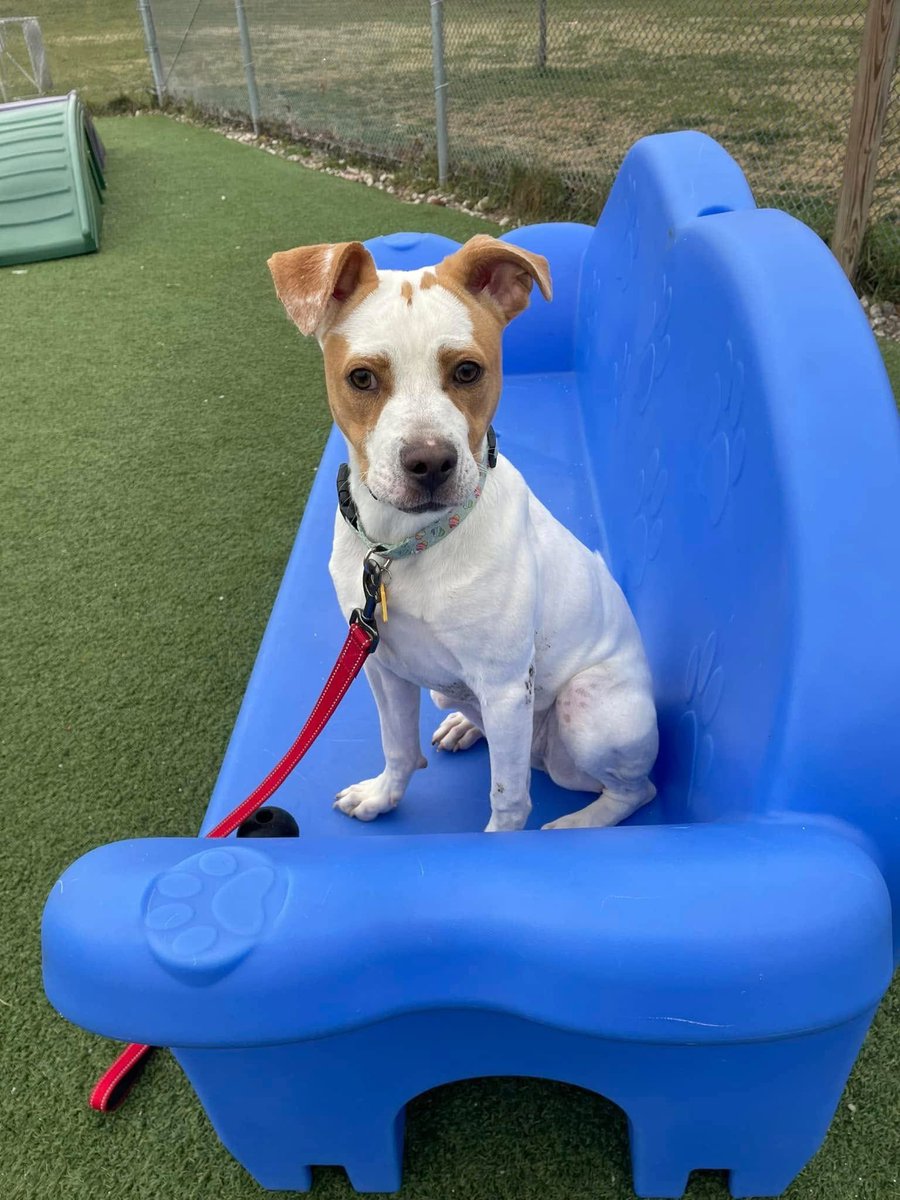 City Dogs Cleveland tweet media