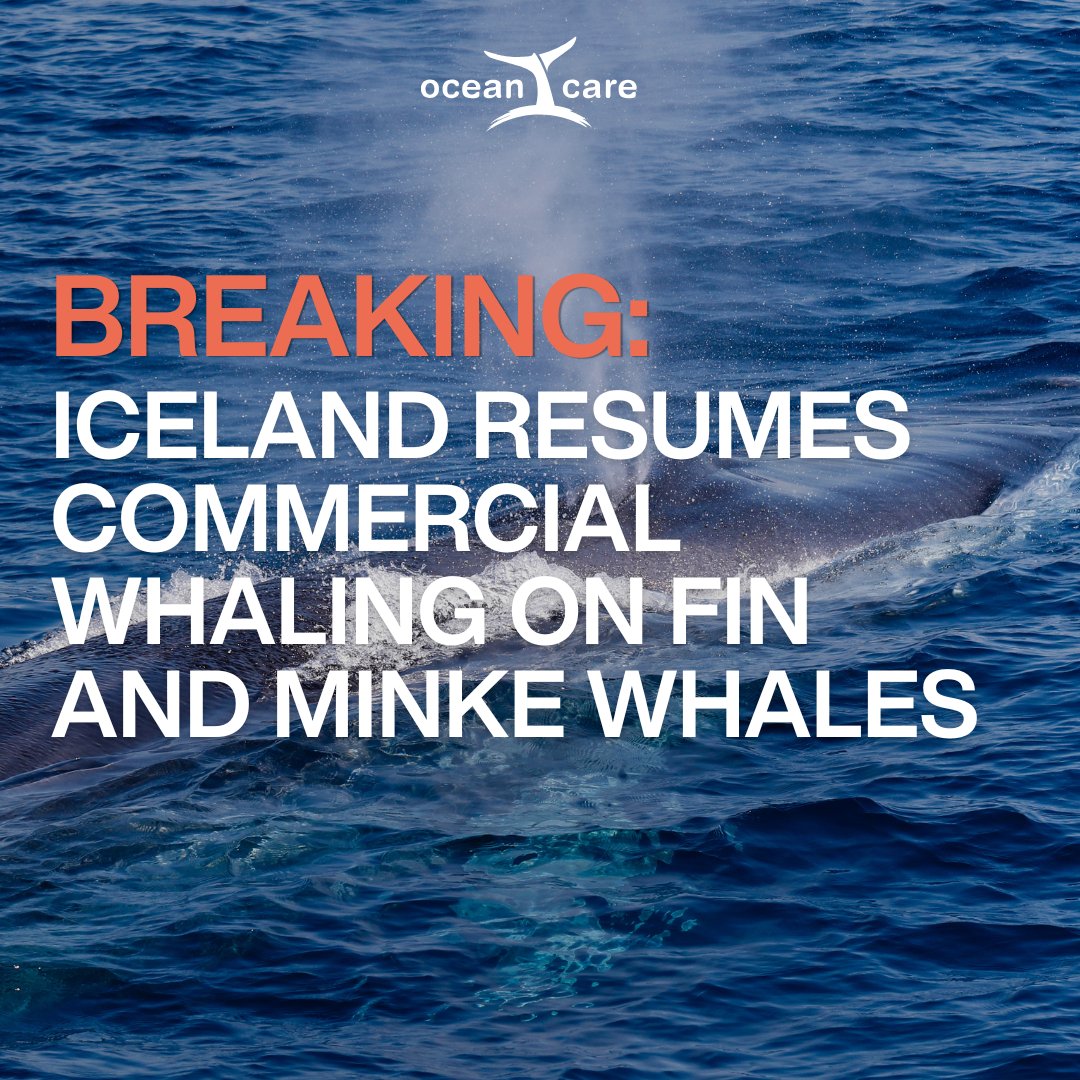 🚨 Breaking: Iceland resumes Commercial Whaling, defying global opposition. 5-year licenses for fin &amp; minke whales issued, sparking global outrage and threatening years of conservation progress. The government clearly prioritizes profit over ethics and conservation. #StopWhaling