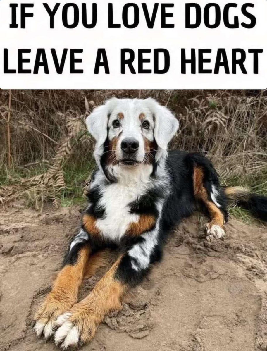𝕏 Dogs tweet media