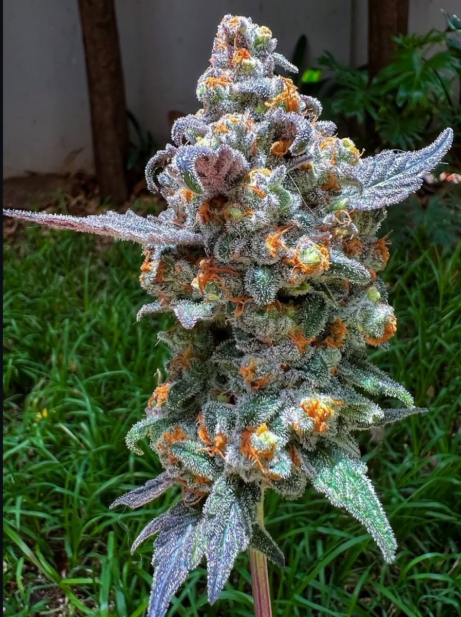 Cherry Geisha 
(Black Cherry Punch x Tempest Terrene)

Bred by Senpai Genetics