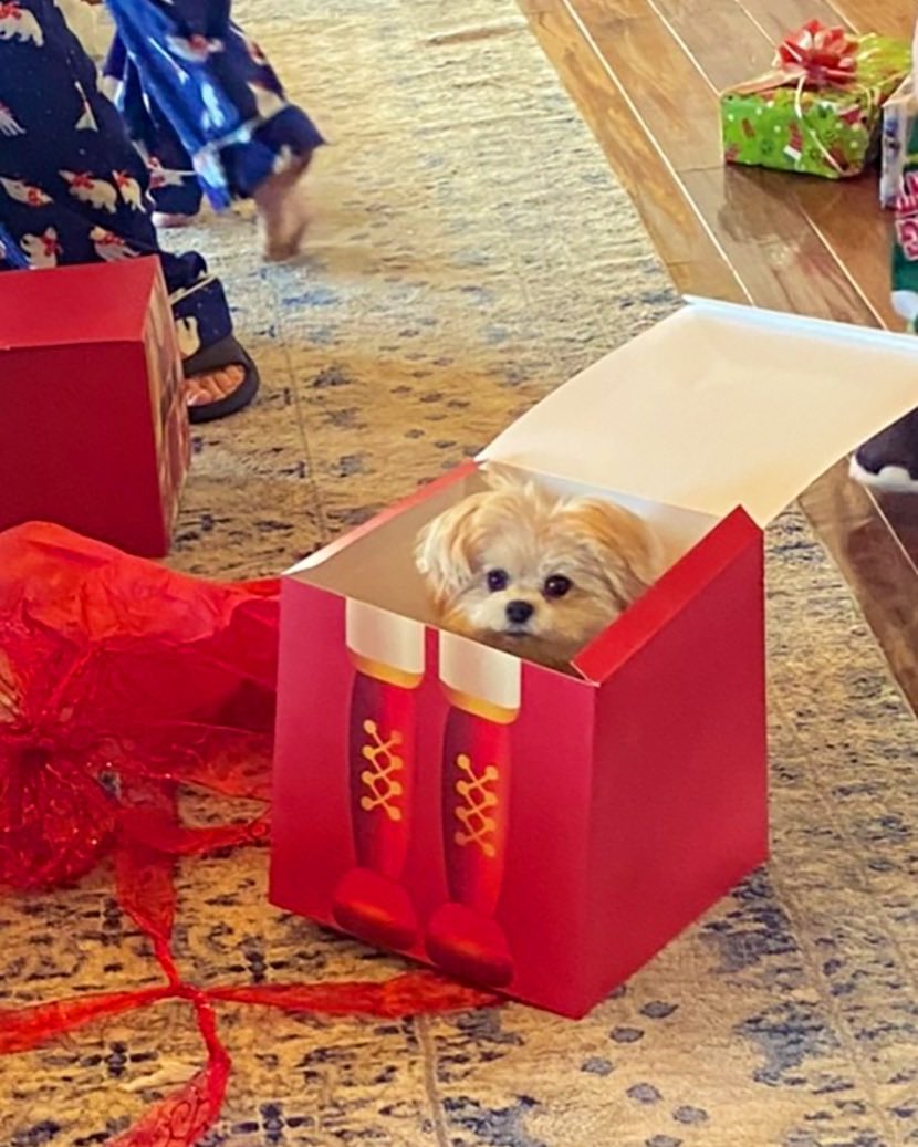 AdrienneMaloof's tweet photo. #Throwback to Christmasโthereโs nothing cuter than a puppy in a box! โค๏ธ#IfIFitISit #HolidayPup https://t.co/0SA0hUVLqZ
