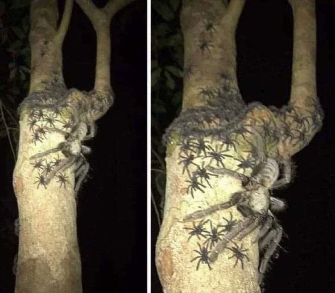 RealQuickMis's tweet photo. 16.  A female Omothymus spider spotted in Malaysia 🇲🇾 https://t.co/xJUPJZlS3c