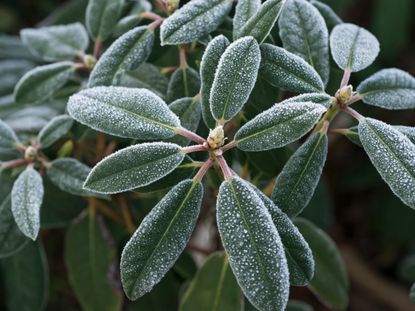 It's frosty out there! We saw some frost on our plants at the Wallingford garden. Make sure your plants have cold protection during low and near freezing temperatures this season. Call the Garden Hotline for tips to help your plants survive and thrive! 206.633.0224 9-5 Mon-Sat.