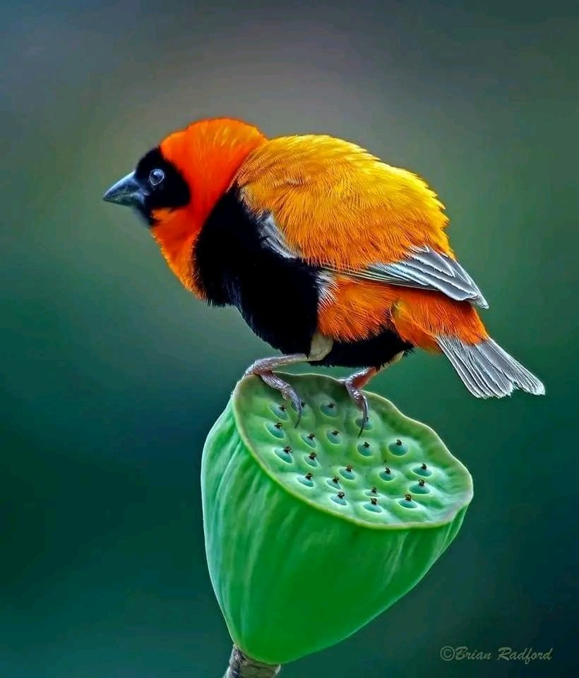 Southern Red Bishop.

📸: Brian Radford ©️

#birds #nature #wildlife #photography