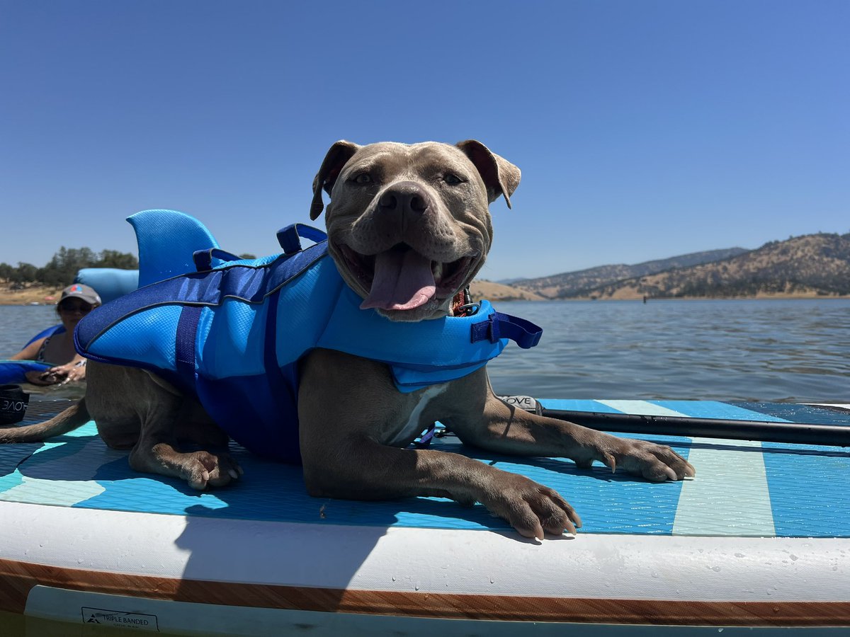CoolDogDad's tweet photo. My boy ready for the tsunami 🌊 https://t.co/c999hTOMD1