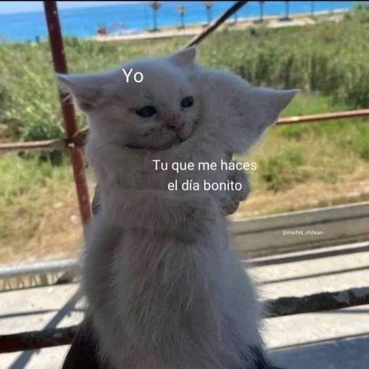 Gatitos Que Curan Tu Depresion (@gatitodepresion) on Twitter photo 