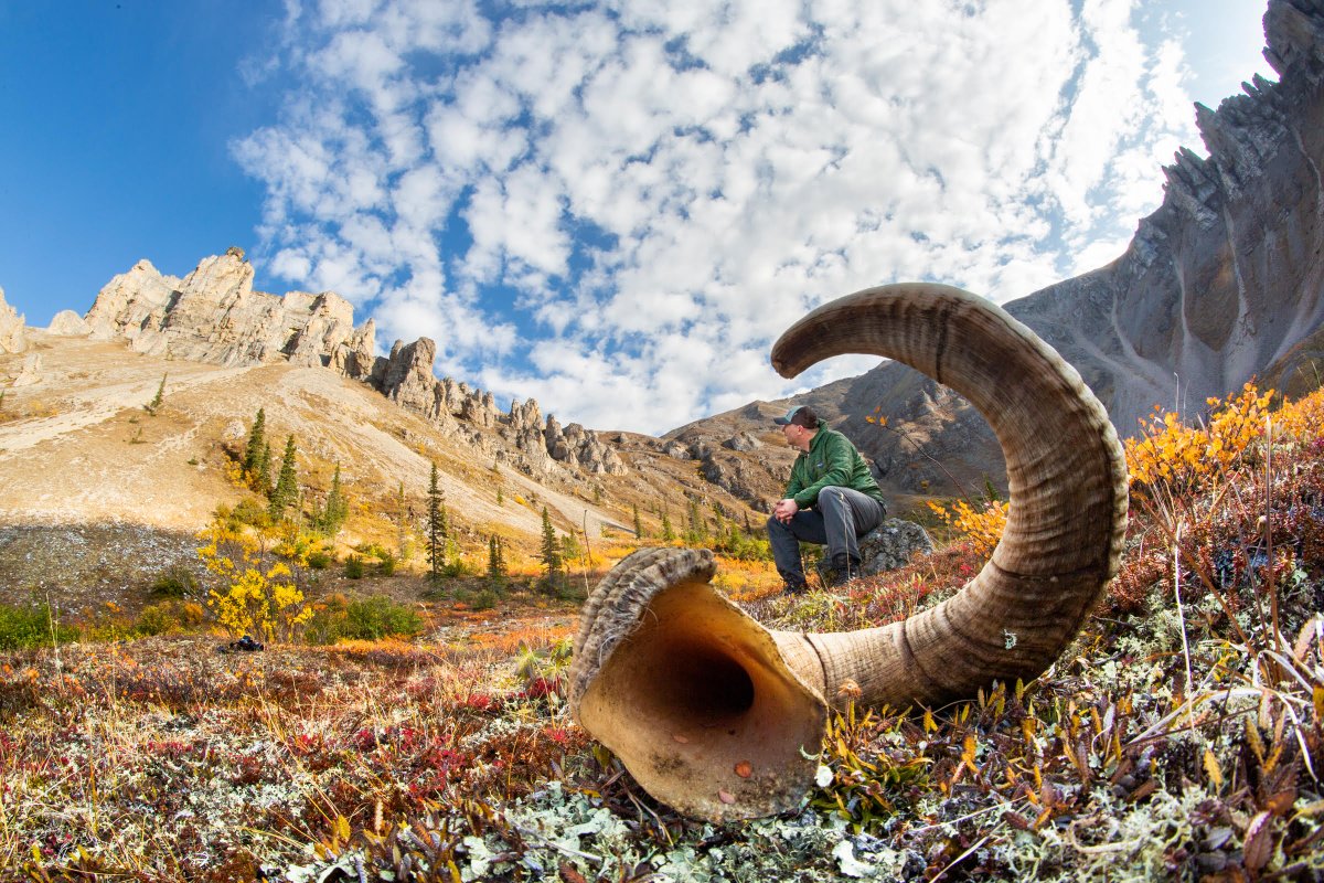 BigPicture tweet media