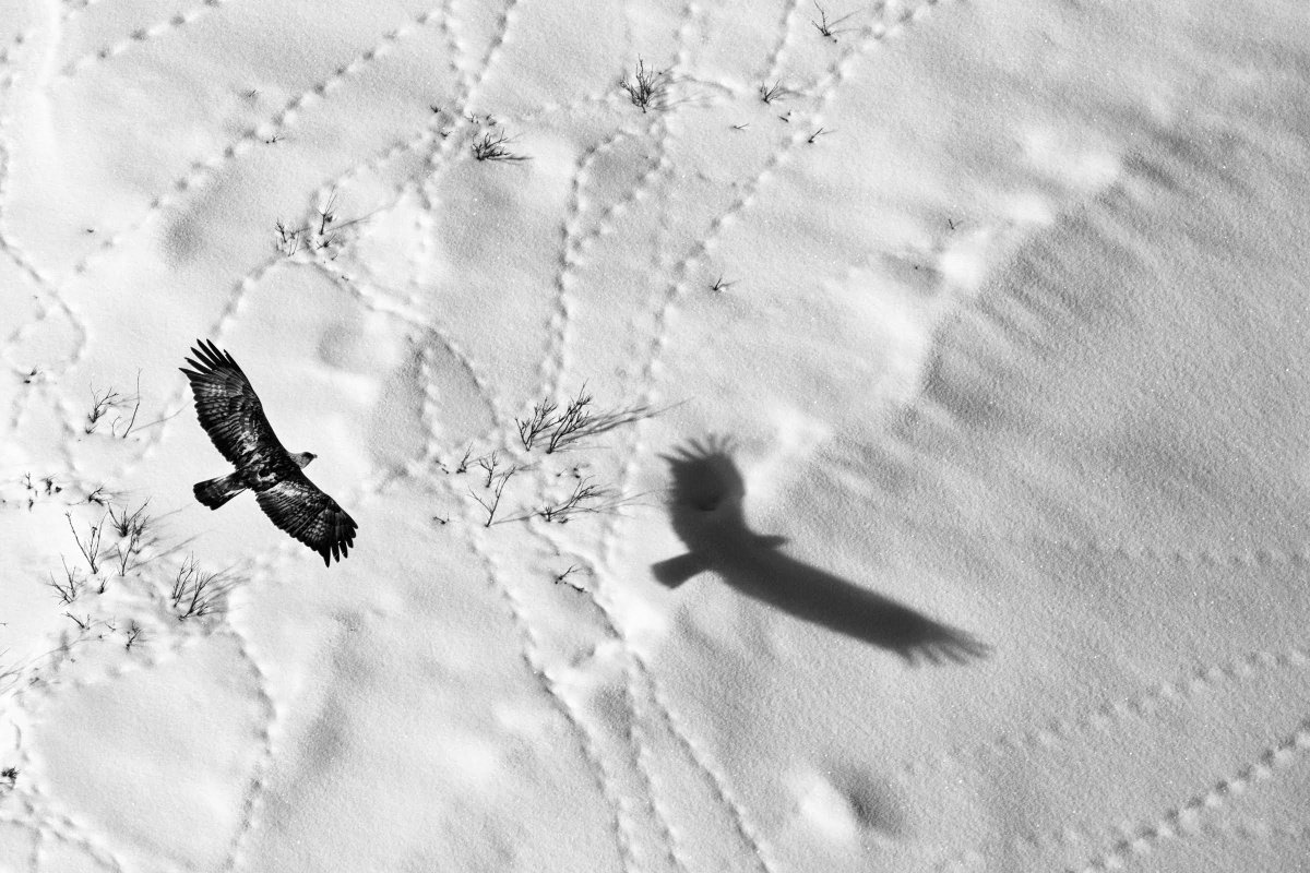 BigPicture tweet media