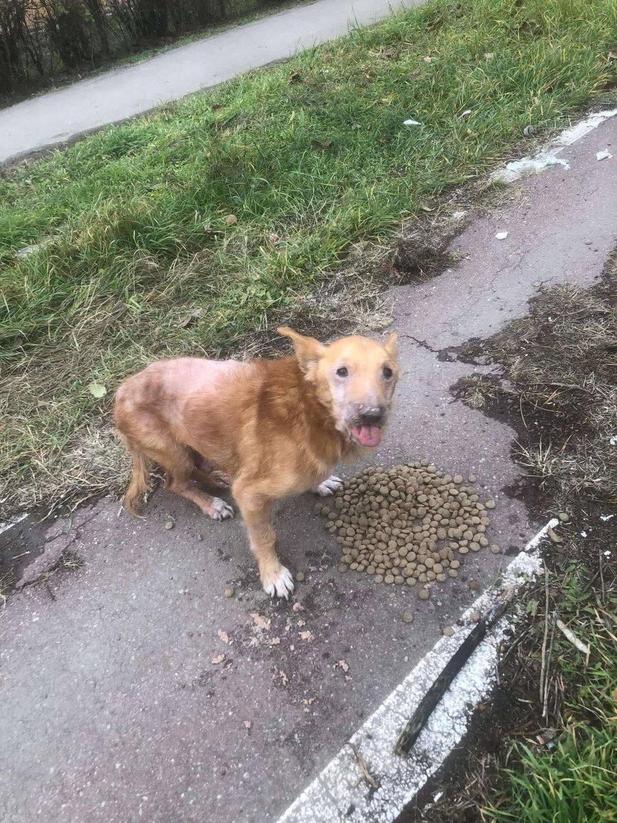 Paws2RescueUK tweet media