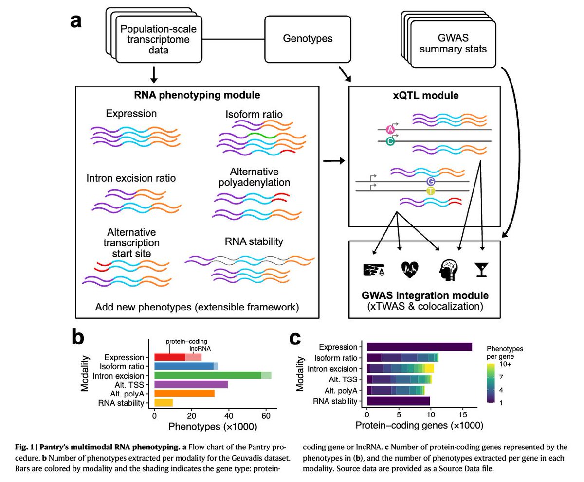 strnr's tweet photo. Multimodal analysis of RNA sequencing data powers discovery of complex trait genetics https://t.co/aQnua8B7Su 🧬🖥️🧪 https://t.co/HrFsbly57o https://t.co/4Ay001rjSy