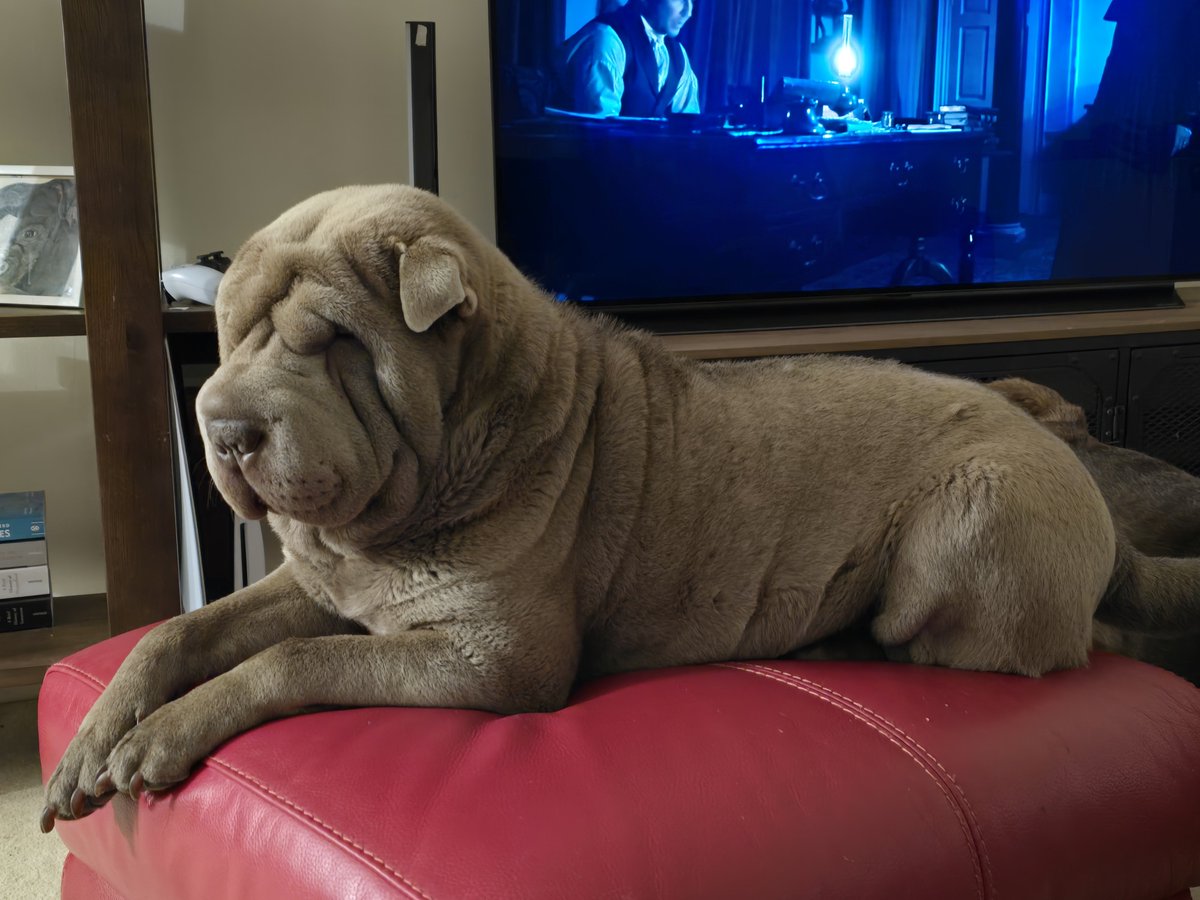 millypod1's tweet photo. 🆘5 DEC 2024 #Lost MABEL #ScanMe
Grey Shar Pei Female
Stretton Close #Mickleover #Derby #Derbyshire #DE3 https://t.co/BTMh8p6LNe https://t.co/yL3X6Mq8aL