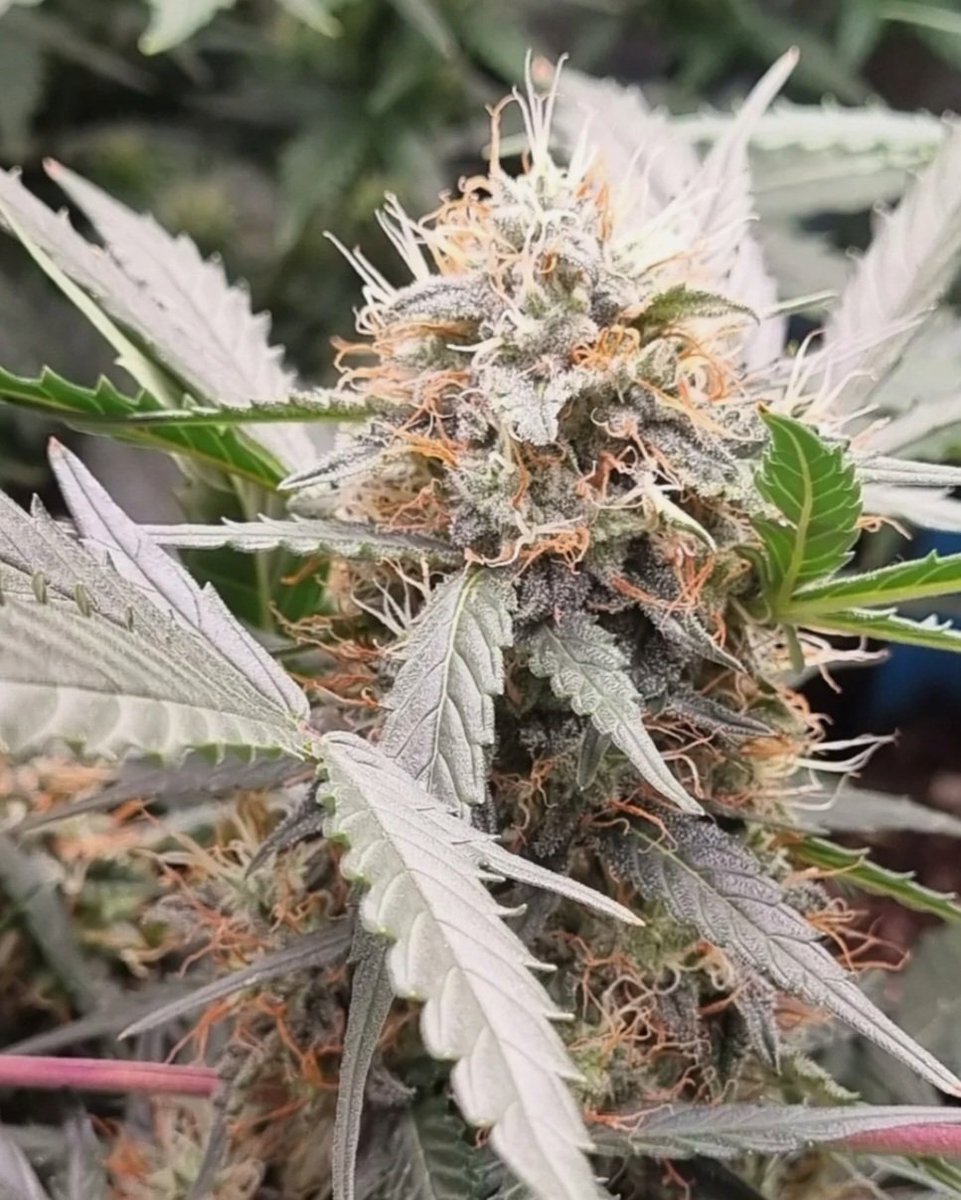 KannabiaSeeds's tweet photo. LEMON HAZE AUTO by #KannabiaSeeds 🌱 @IntKannabia @Kannabia_Samen @Kannabia_US

📷 Credits: IG @goldbeckindoor 🙏🍋🤤🧡💚

ℹ️ #LemonHazeAuto #seeds ➡️ https://t.co/FWKC4h9gy7 

Auto🌻
#SuperSilverHaze x Lemon Skunk x Ruderalis
Sativa dominant hybrid

-40% #descuento #CYBERWEEK https://t.co/TBrFtaMzMv