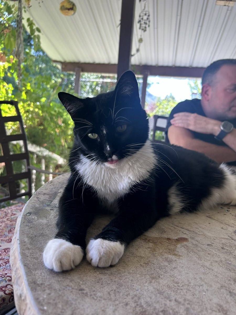 WendyStJames2's tweet photo. @feederofcats He looks like my Gary. Sweetest cat you’d ever meet. https://t.co/6SvKCedYuL