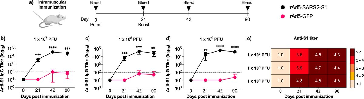 Our latest paper!
Mucosal SARS-CoV-2 S1 adenovirus-based vaccine elicits robust systemic and mucosal immunity and protects against disease in animals published in <a href="/mbiojournal/">mBio</a>

journals.asm.org/doi/10.1128/mb…

@kfmrc_official
<a href="/Faculty_Med_KAU/">كلية الطب</a>
<a href="/kauedu_sa/">جامعة الملك عبدالعزيز</a>