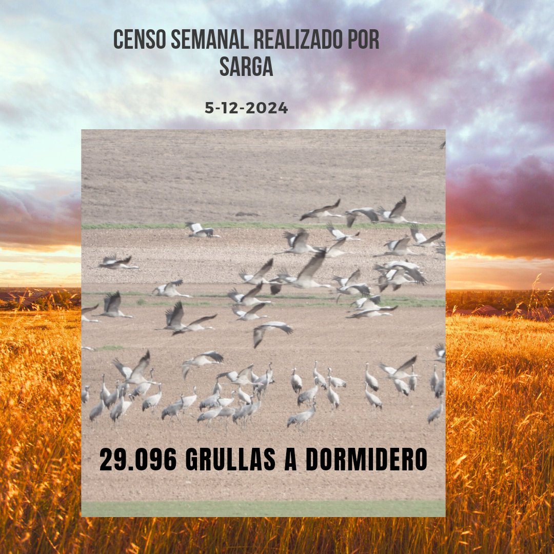 Censo semanal.
#ReservaNatural
#lagunadeGallocanta #lagunadelaZaida