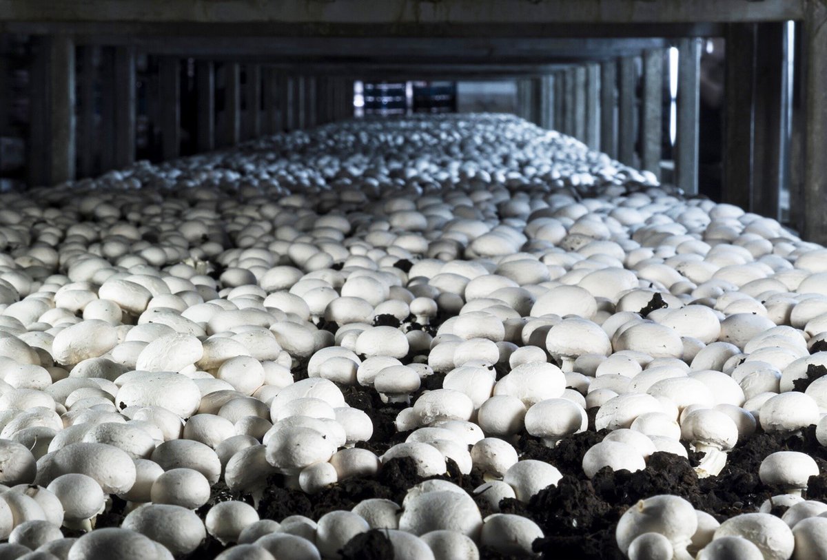 PNASNews's tweet image. Tweaking the #microbiome of different crops could help protect them from #pests and #ClimateChange. An Inner Workings in PNAS Front Matter: ow.ly/3Wh050UlYGz #passaging #GeneticEngineering #ConventionalBreeding #sustainability #resilience