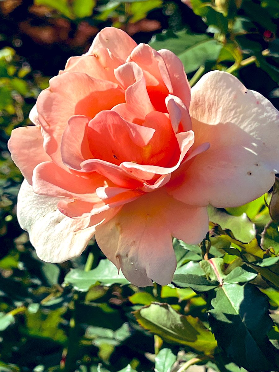 usakokazu0621's tweet photo. おはようございます💐　
12.6 金曜日！
今日もよろしくお願いします🙇‍♂️
＃TLを花でいっぱいにしよう https://t.co/bF0OW7qM6n