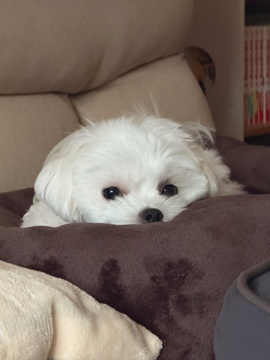 ゆきち🐻‍❄️ と あじ🐟 (@yukitiinu) / Posts / X