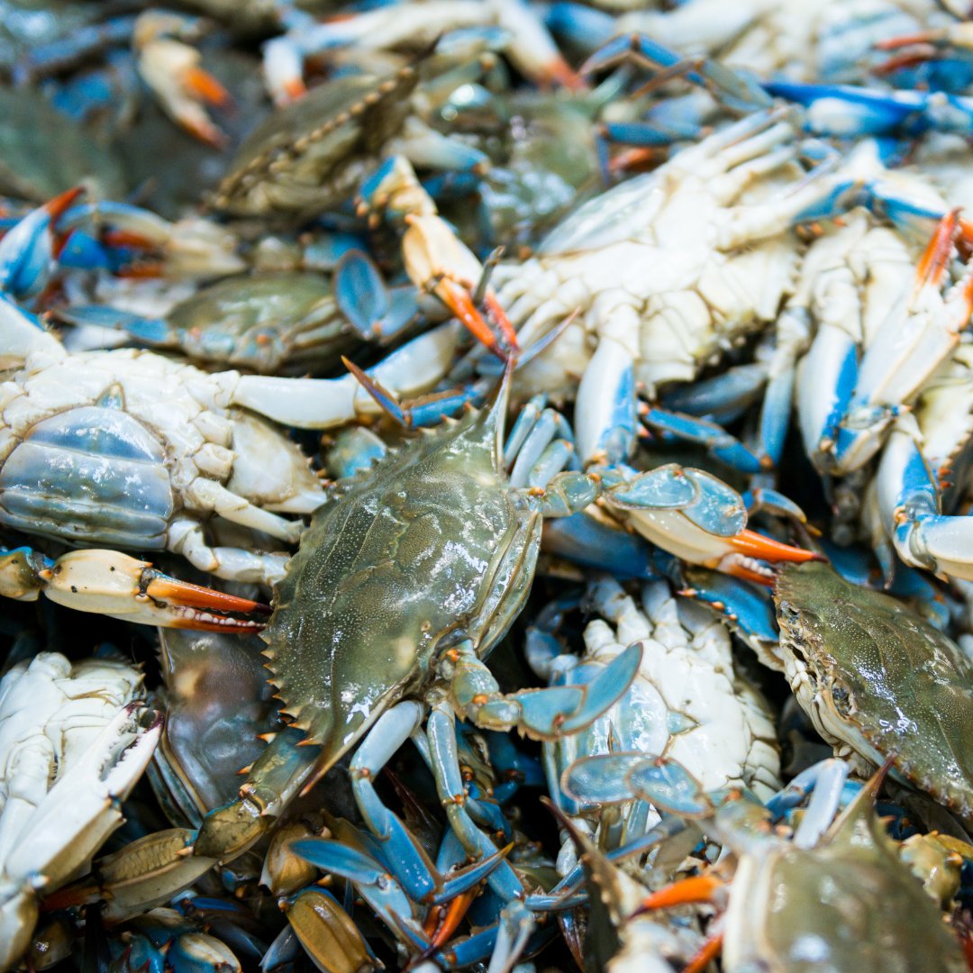 JJ_Crab_House's tweet image. Blue crab is a low-cal, high-protein superfood! 🦀 With 18g of protein per 100g, omega-3s, and essential vitamins, it's heart-healthy and low in mercury. 🦀💪 

Discover the health benefits: ow.ly/K66c50Ug9mW

#HealthyEating #SeafoodBenefits #AnnArborEats