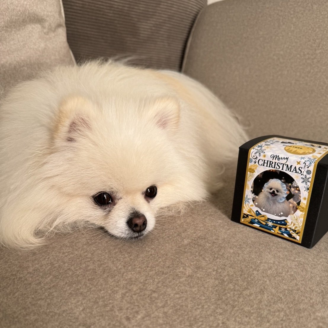pom_komugico's tweet photo. かわいく撮れたクリスマス写真で、こむぎこ印のオヤツBOXをつくりました!
#ポメラニアン #dogtree https://t.co/sUCoyccxqF