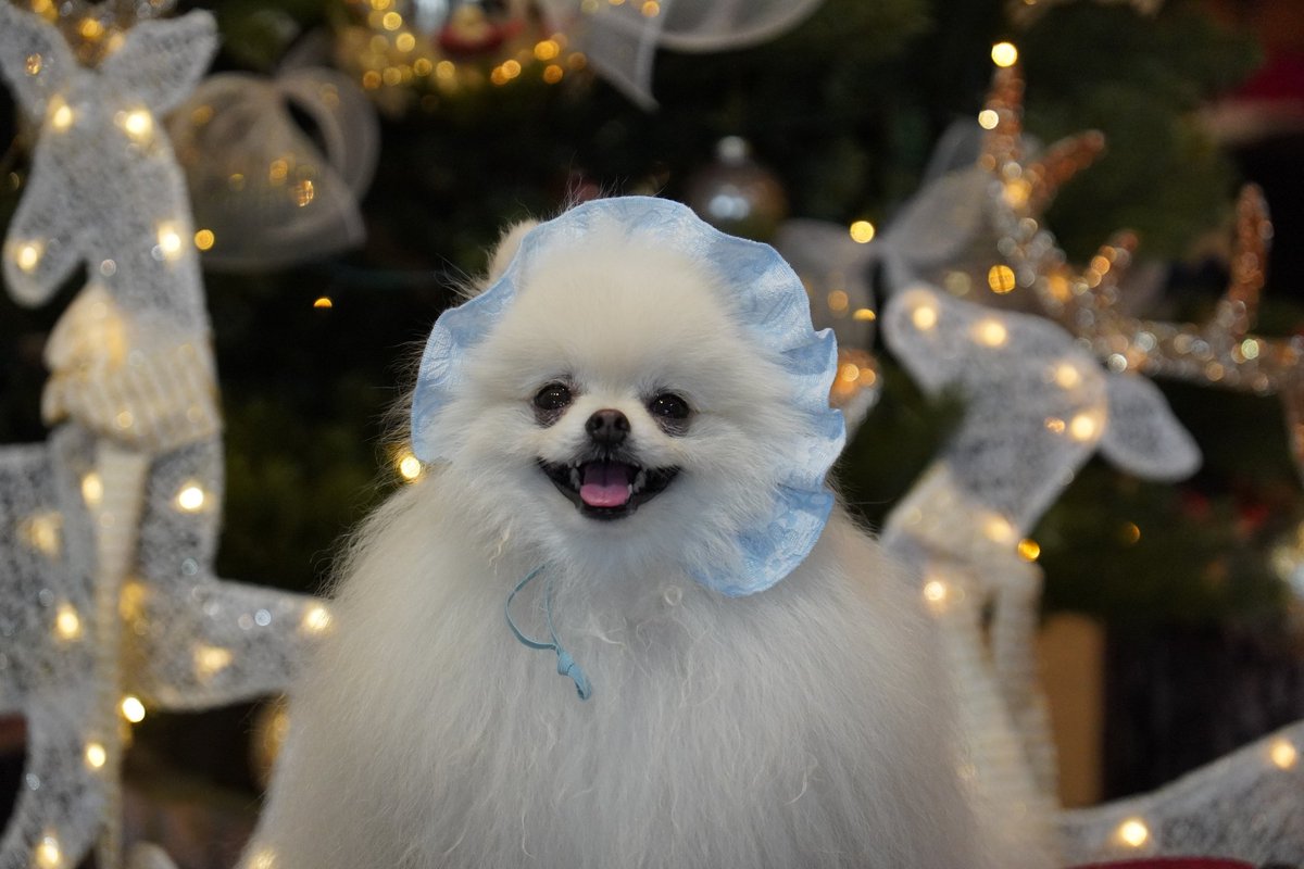 pom_komugico's tweet photo. かわいく撮れたクリスマス写真で、こむぎこ印のオヤツBOXをつくりました!
#ポメラニアン #dogtree https://t.co/sUCoyccxqF