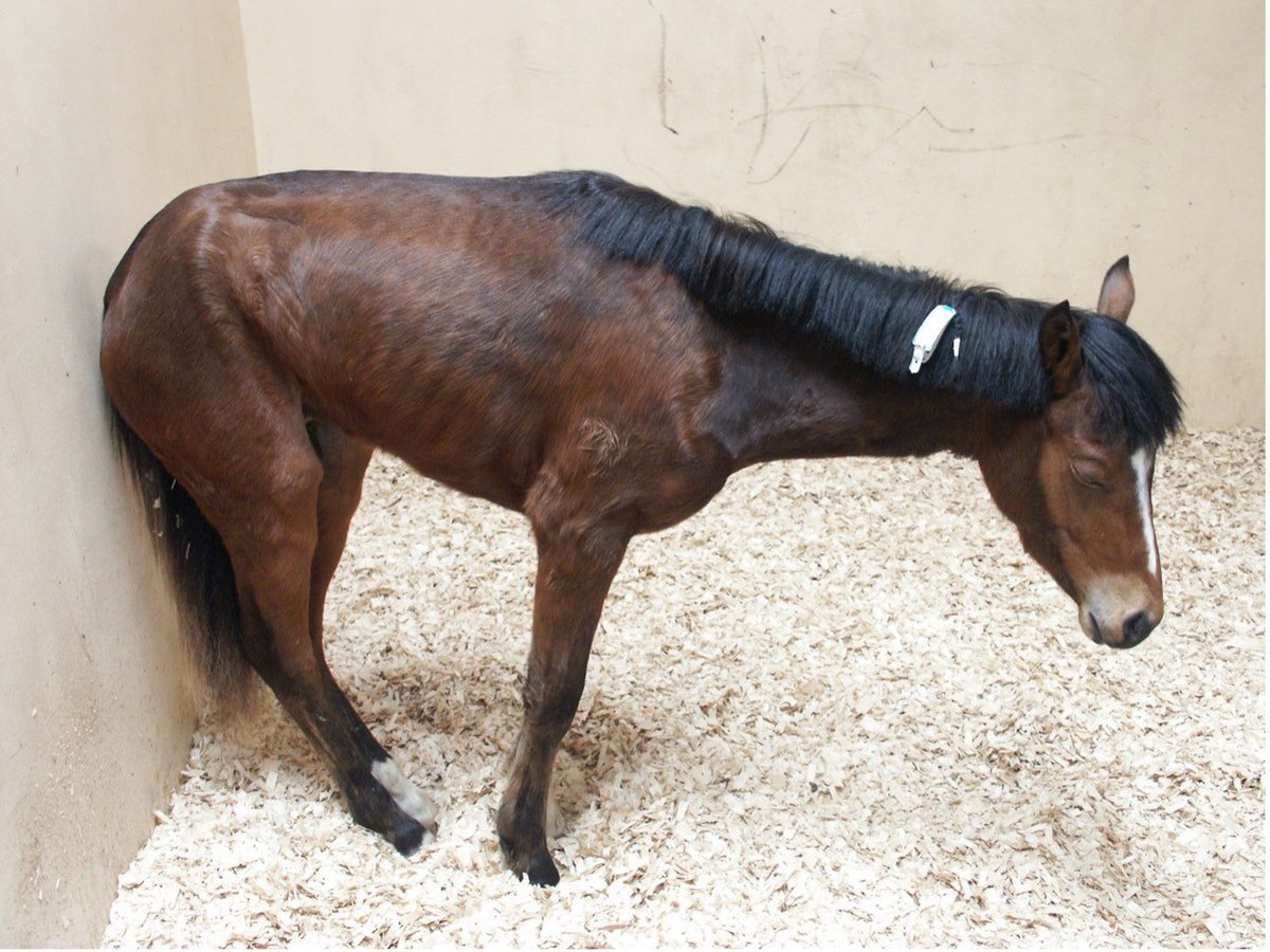 “After years of feeling deflated by the lack of progress, it's wonderful to see this significant breakthrough." 

Researchers have identified the probable cause of equine grass sickness as a neurotoxin.

Read on - bit.ly/3ZmurUX