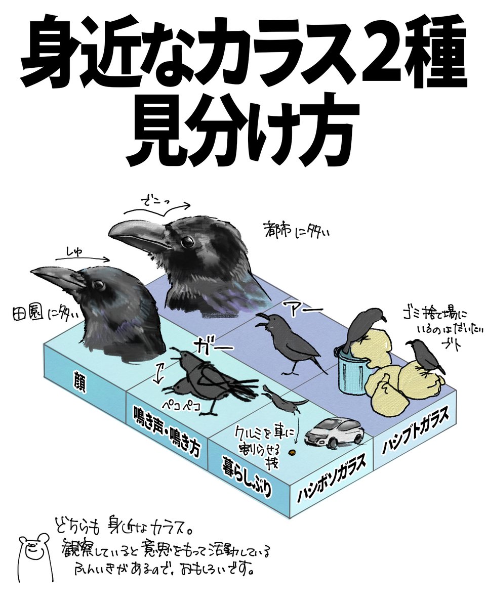 カラスの剥製 ハシボソガラス 希少 カラスの剥製 ハシボソガラス 希少