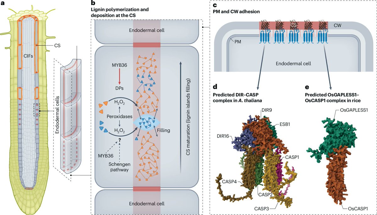 New Review: "Exploring the function of plant root diffusion barriers in sealing and shielding for environmental adaptation" rdcu.be/d2z0F

...summarizes recent progress in the understanding of plant apoplastic diffusion barriers, their formation and their function.