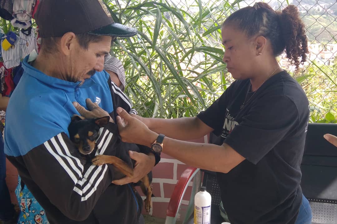 etrejo2017's tweet photo. #05Dic #LosTeques con orientaciones del Gob Elio Serrano a través de SecProtección Animal @maigualidav en coord. con el Sistema de Misiones #Guaicaipuro con @SomosNevado nos acercamos a la Matica y se atendieron *79* 🐶😸 con Jornada Gratuita Veterinaria @farith15 https://t.co/h9VW7jiFHZ