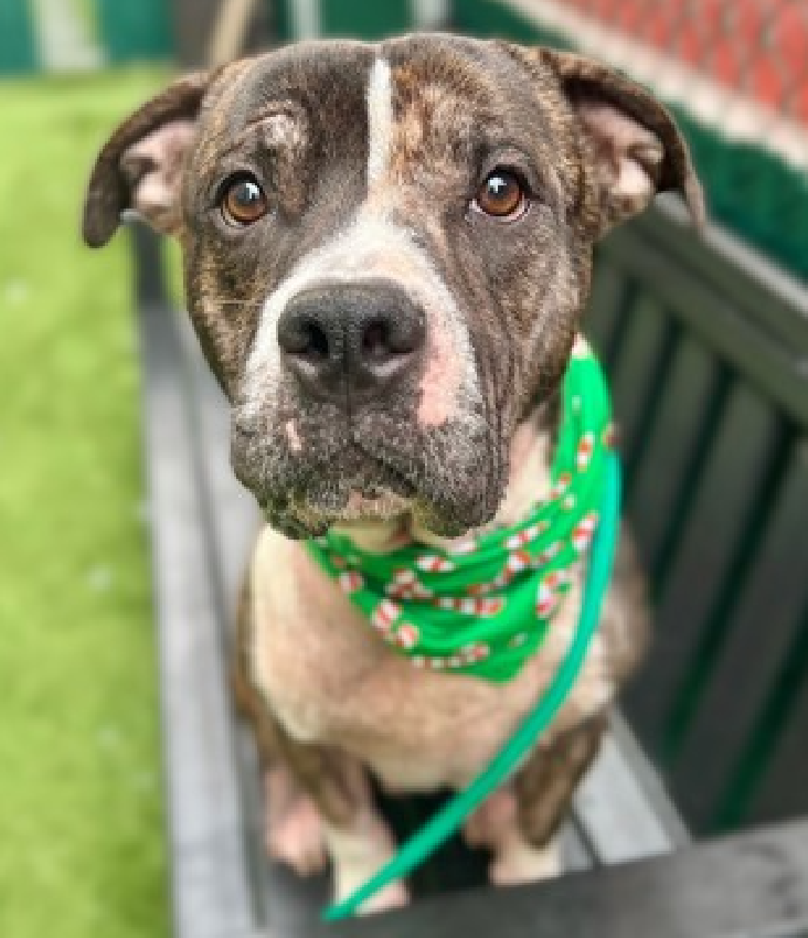 NMBewitched's tweet photo. Red Hook 
#NYCACC 
https://t.co/oM9tcUpnlm 
#AdoptMe #RescueMe #FosterMe 

Waited 10 days for more photos 
Everyone gushing about how sweet &amp; gentle he is
Only 2yrs but a wise soul 
Great leash walker, respectful &amp; polite 
Vanity heal thyself 
Good diet, allergy meds = Dreamboat https://t.co/aVdClwWyBu