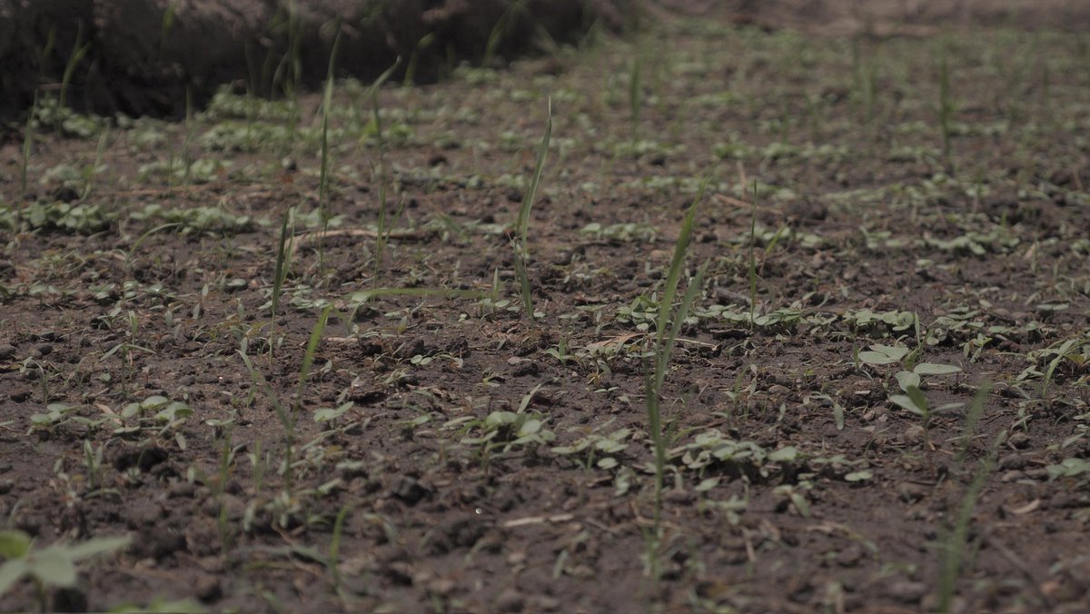 SPalakiyem's tweet photo. Our soils are increasingly at risk of losing their ability to sustain life.

And yet, they are our last refuge. Feeding the population, preserving biodiversity, storing carbon, regulating water, and much more – this is the primary role of soil.
https://t.co/3L5BTppSNE https://t.co/cZd83tDB4z