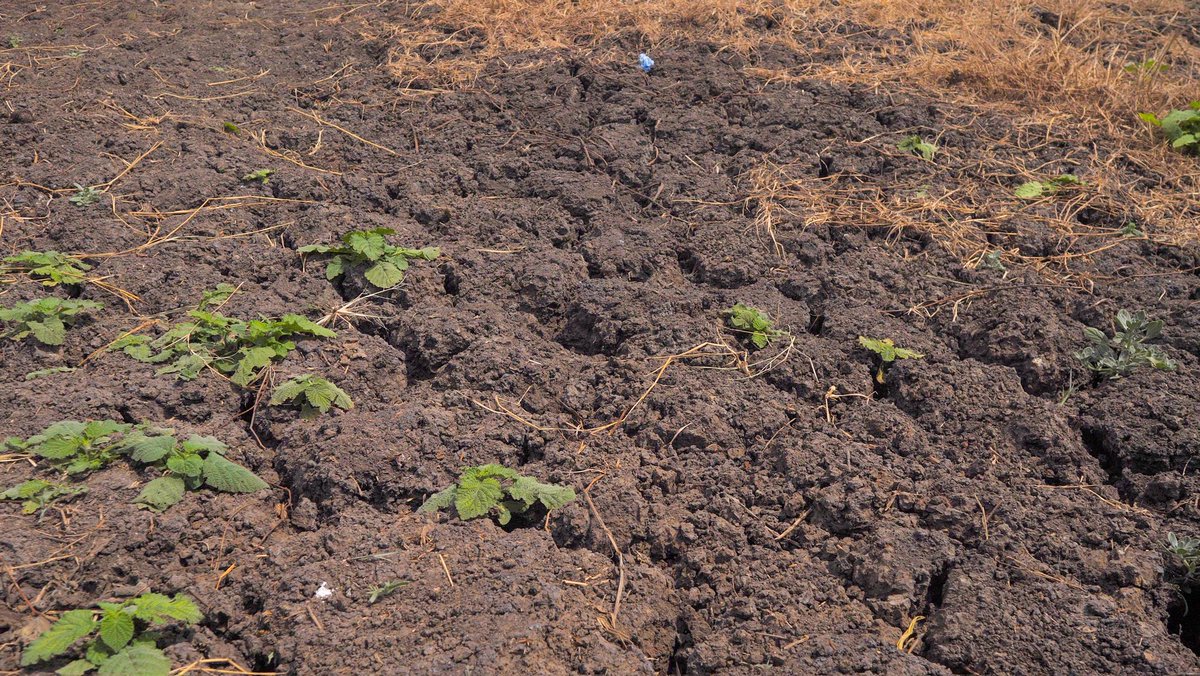 SPalakiyem's tweet photo. Our soils are increasingly at risk of losing their ability to sustain life.

And yet, they are our last refuge. Feeding the population, preserving biodiversity, storing carbon, regulating water, and much more – this is the primary role of soil.
https://t.co/3L5BTppSNE https://t.co/cZd83tDB4z