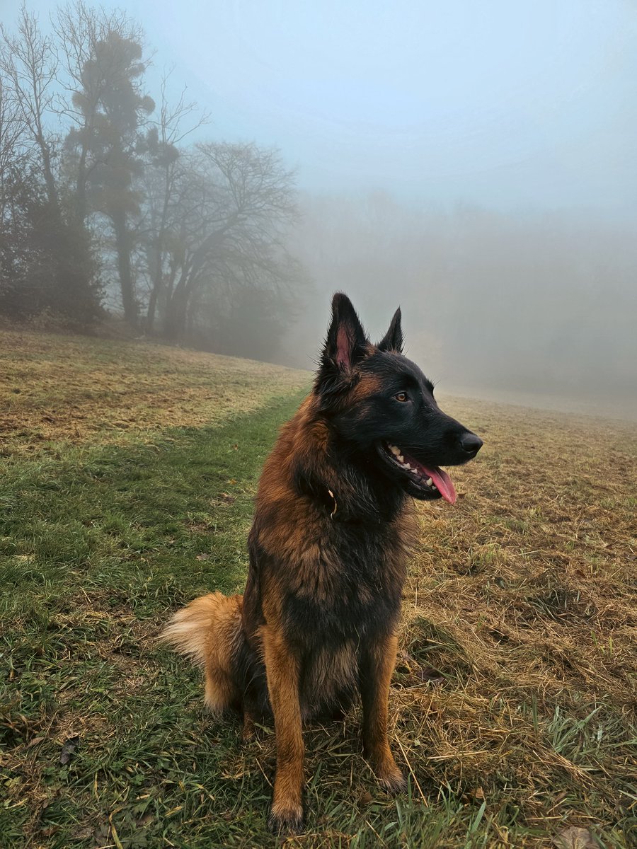 Daolicieux's tweet photo. Today I walked 19 km with my dog in the fog and I had katsu kare for lunch. https://t.co/shHCZpO9tE