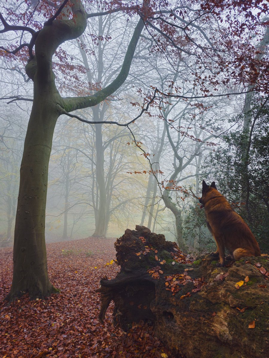 Daolicieux's tweet photo. Today I walked 19 km with my dog in the fog and I had katsu kare for lunch. https://t.co/shHCZpO9tE