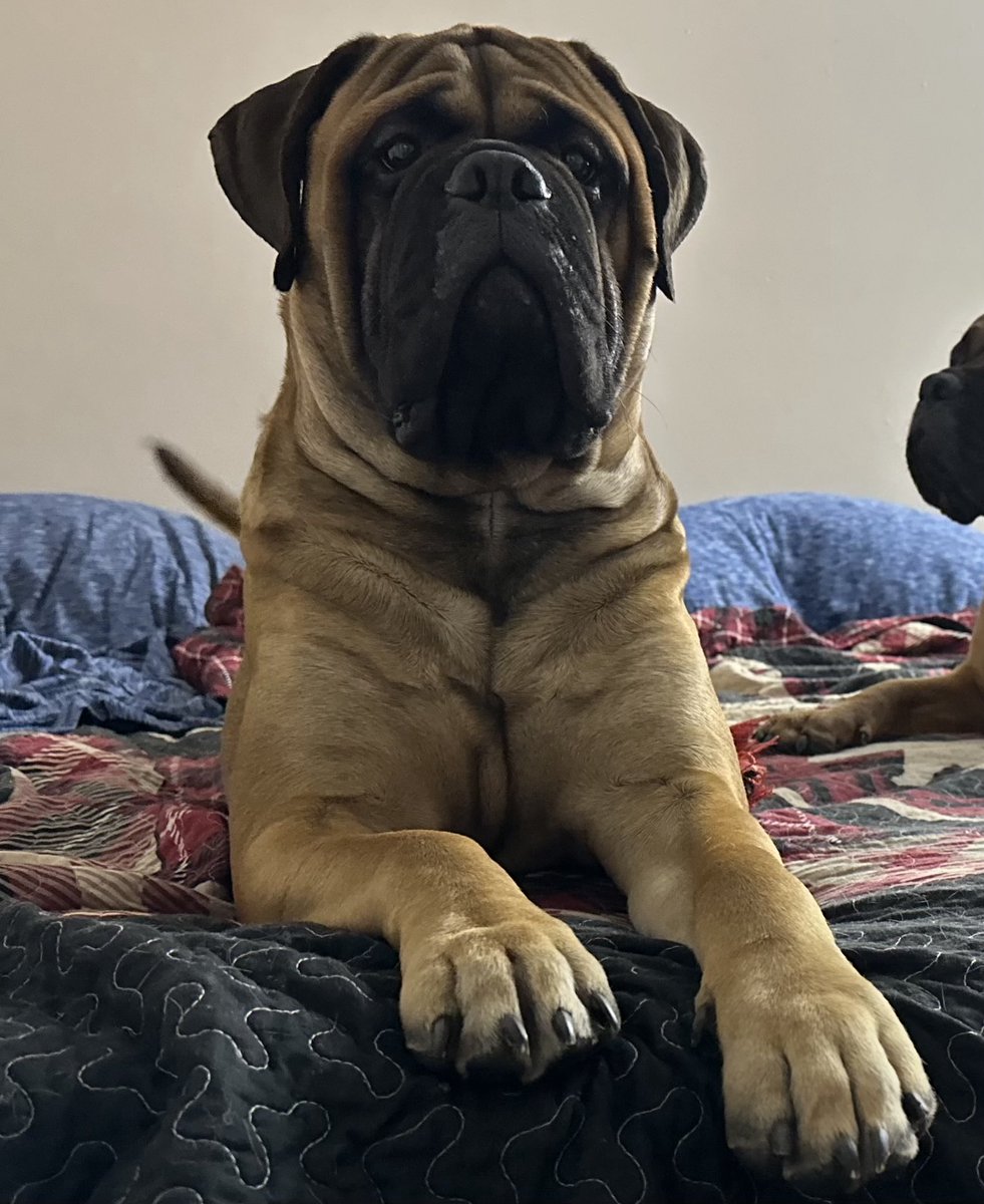 TanksTweets's tweet photo. Hello friends!! #dogsofx https://t.co/iQoGwgU0Ag