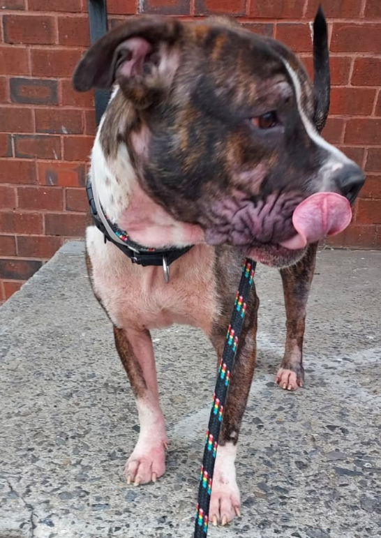 NMBewitched's tweet photo. Red Hook 
#NYCACC 
https://t.co/oM9tcUpnlm 
#AdoptMe #RescueMe #FosterMe 

Waited 10 days for more photos 
Everyone gushing about how sweet &amp; gentle he is
Only 2yrs but a wise soul 
Great leash walker, respectful &amp; polite 
Vanity heal thyself 
Good diet, allergy meds = Dreamboat https://t.co/aVdClwWyBu