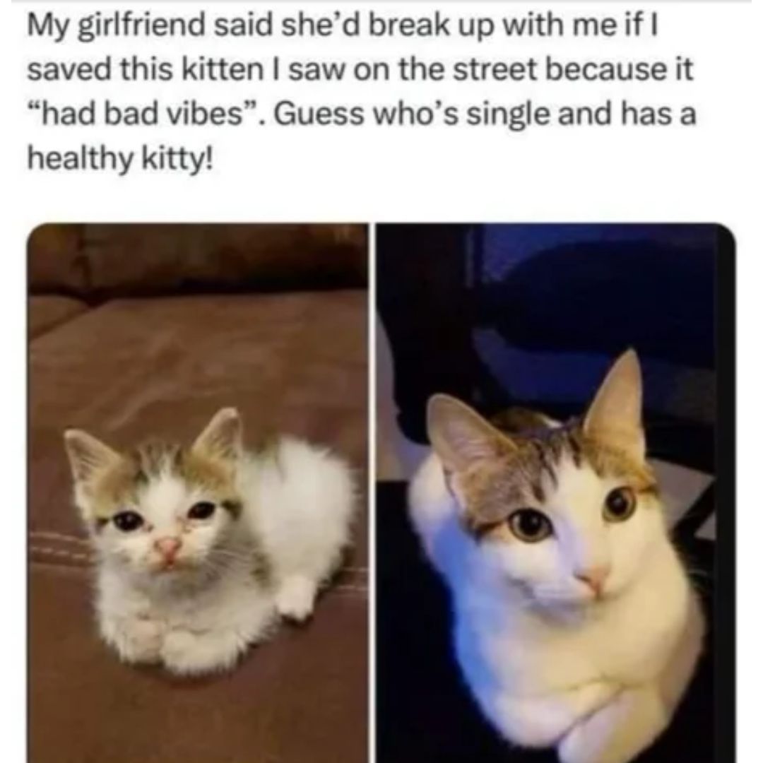 Home - Humane Animal Partners, image size:1080x1080