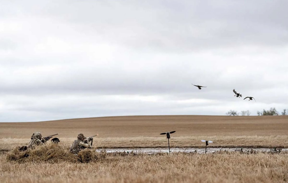 outdoorsmencom's tweet photo. Cut'em!
-
-
#waterfowlhunting #hunting #layoutblind #huntingseason #waterfowl #huntinglife https://t.co/rnVWJTLEQQ