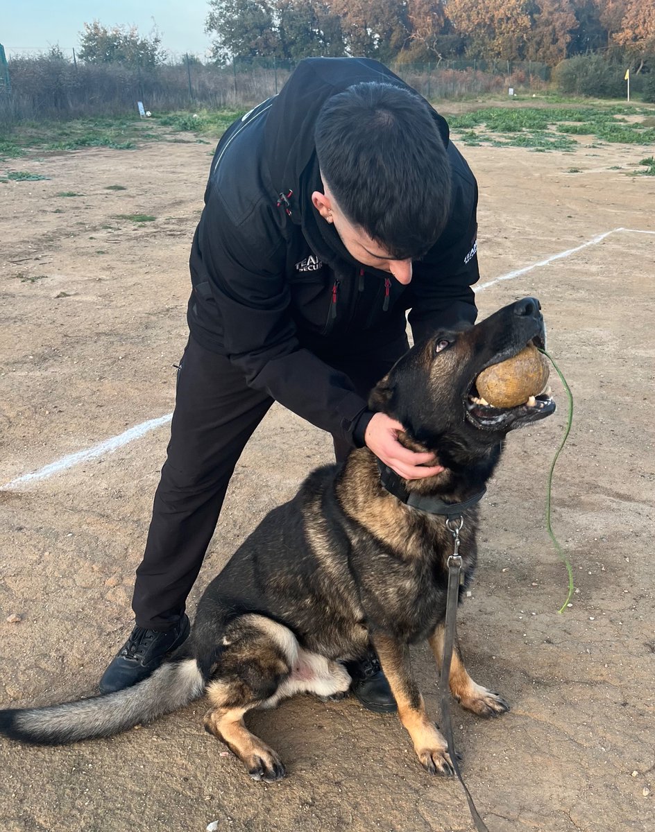 Canlladruc's tweet image. Formació d’avui per a l’empresa de seguretat privada! 
👮
¡Formación de hoy para la empresa de seguridad privada! 
👮
Today k9 handler course for the private security company!

#guiascaninos #guiacanino #k9handler #lladruc