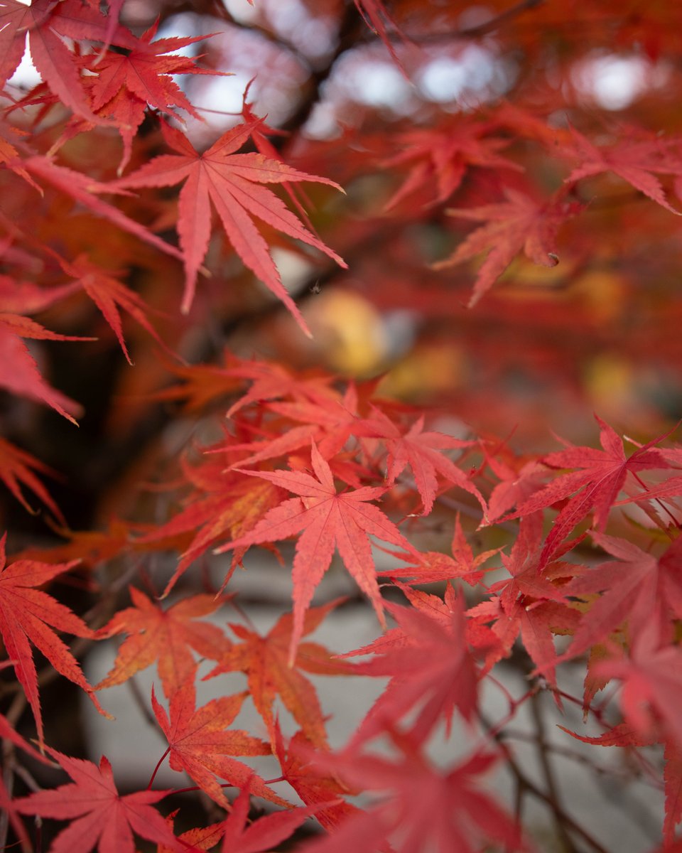 adam_bonsai's tweet photo. Flames of fall, captured in every leaf. ππ₯ The Japanese maple reminds us that even endings can be breathtakingly beautiful.
#MapleGlow #AutumnSplendor #BonsaiInspiration #SeasonalArtistry #bonsai #Japan #red https://t.co/RsNQrDJ00W