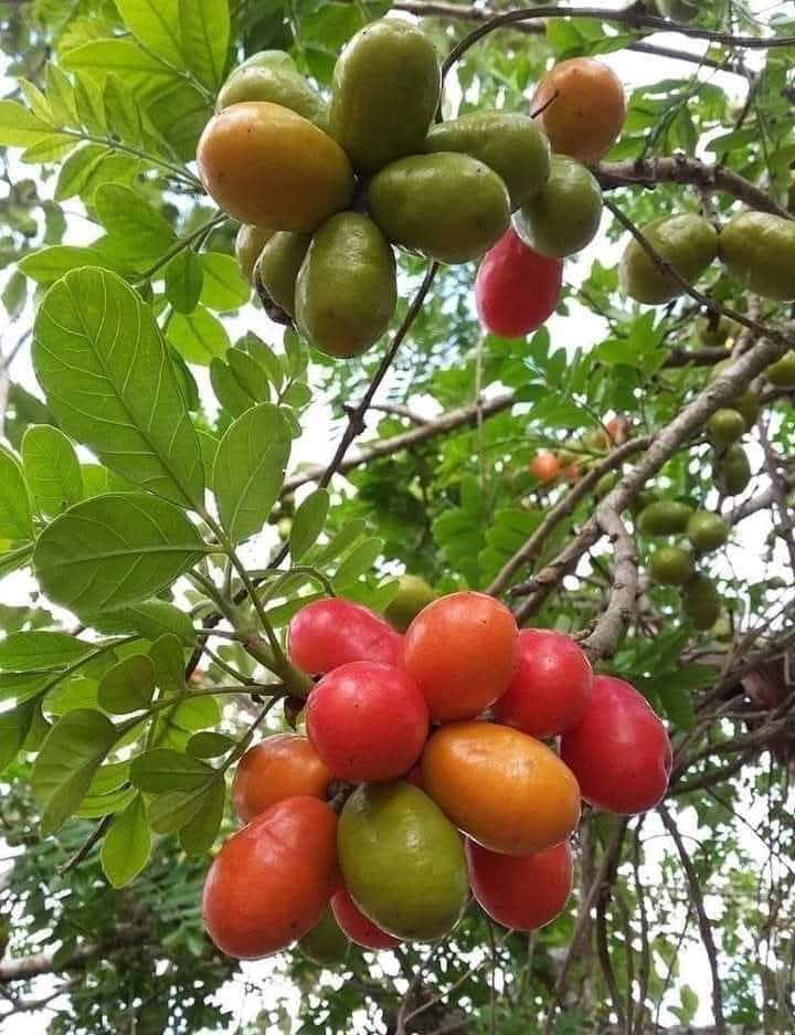 lscec22's tweet photo. ATÉ AGORA NINGUÉM ACERTOU O NOME DESSA FRUTA !! 🤣🤣 https://t.co/DYoK3EOKhQ