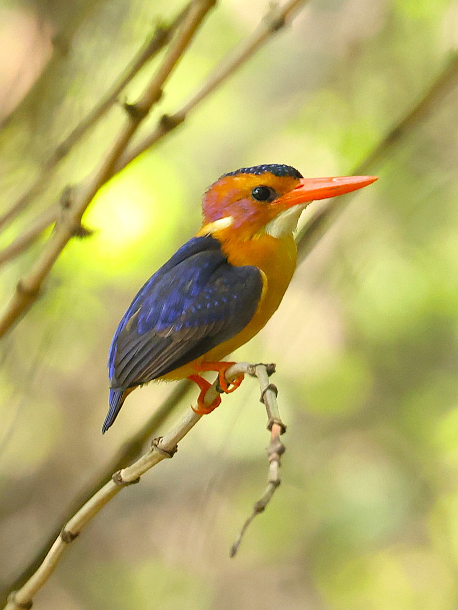 fcozdal's tweet photo. African Pygmy Kingfisher at QEII National Park, Uganda
#birdwatching #birding
#BirdsofEastAfrica
#BirdsSeenIn2024 
#wildlife #naturelovers 
#kingfishers https://t.co/GQ6huTWYiL