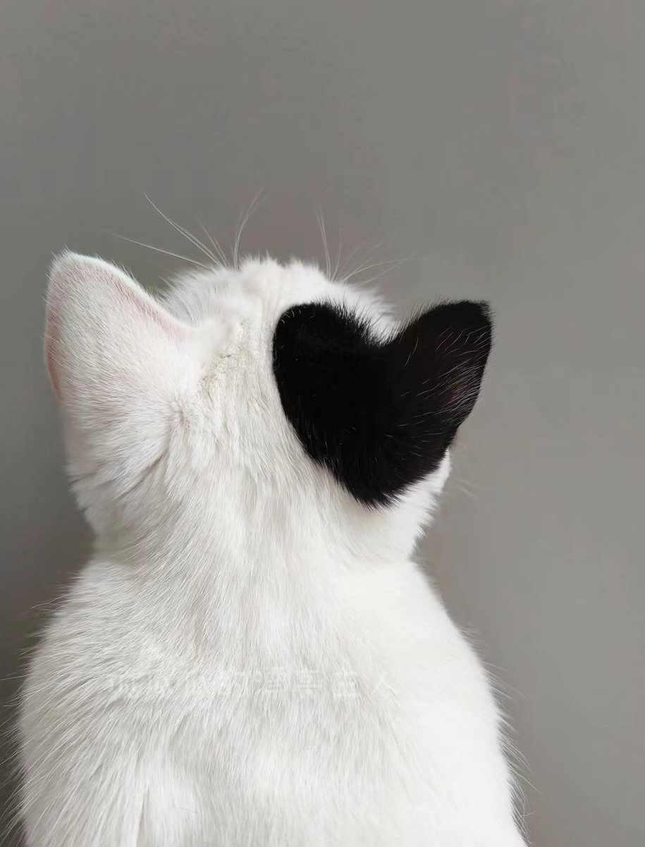 It's a loving cat.