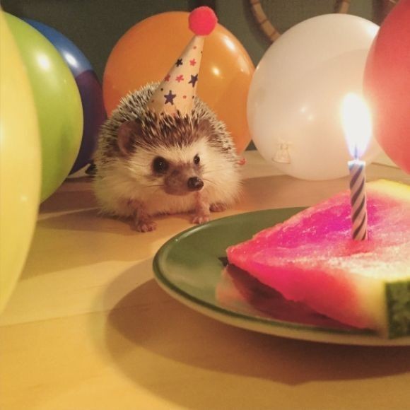 Arani612's tweet photo. Pfp of the day! 🤭🦔🎂 https://t.co/eJ9jLVHD9n