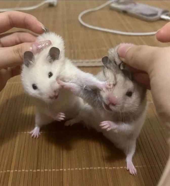 twaniimals's tweet photo. https://t.co/IFobp934uV