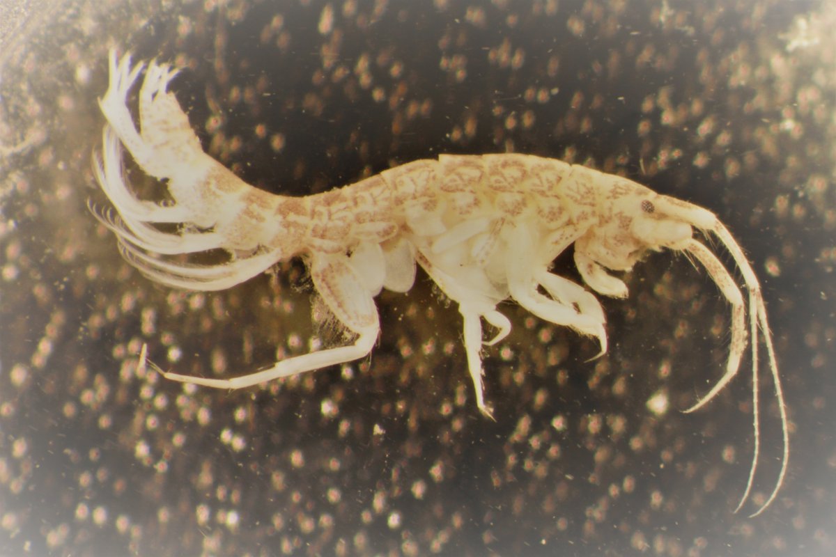 SERCinvasions's tweet photo. Like a tiny sleigh, this #invasive amphipod (Grandidierella japonica) is whooshing into the #crustmas season! π€ #25DaysofCrustmas #Day5 #amphipod #crustacean π·SERC Staff https://t.co/KsGH2S2sGA