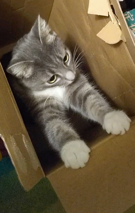 chihari_'s tweet photo. 今週もお疲れ様でした！🥂✨

#ねこのいる幸せ #猫 #猫好き 
#猫の居る暮らし #猫がいる生活 https://t.co/QyUFAa7ieC