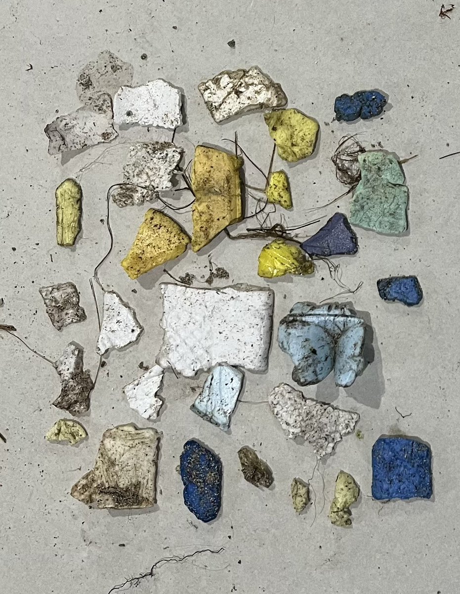 SuilanSpink's tweet photo. In November we took 2 x 10m samples from our local #coast . 6m of #erosion in parts. Such a different record, not dissimilar to other eroded #beaches
Survey 1. 206 : Survey2. 320 pieces of #PlasticPollution
#Polystyrene &foams 1.171/206
2. 260/320!
@ScotIslandsFed @NatureScot https://t.co/PtCL6hJKgY