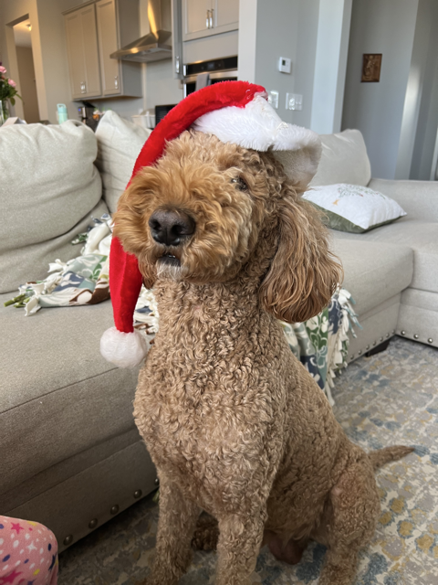 Today, our office's favorite furry friend is celebrating his third birthday! Happy Birthday, Teddy! Oh, does time fly when you're having fun. Here's to more years of treats, tricks, and tail-wagging!